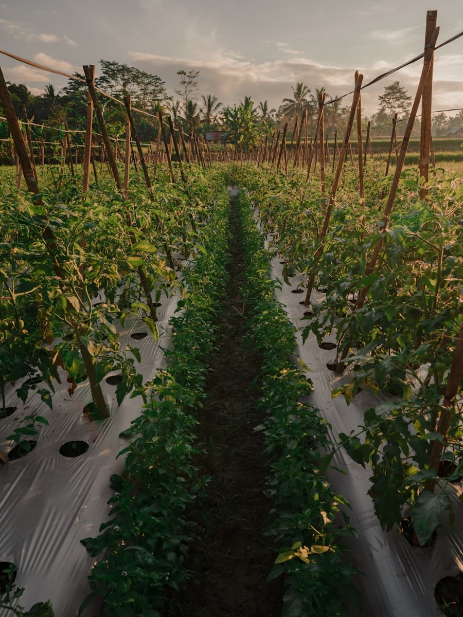 a row of green plants growing in a field